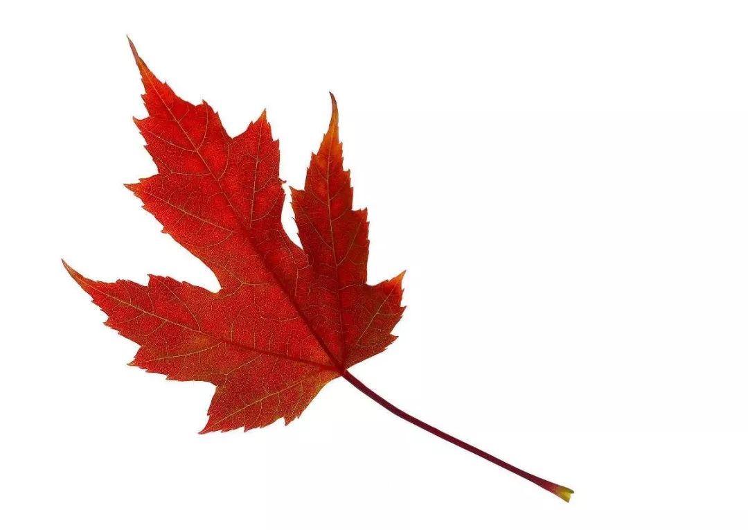 加拿大 ,这里有色号最全的红叶