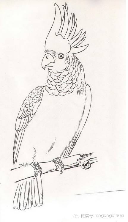 鹦鹉工笔画法