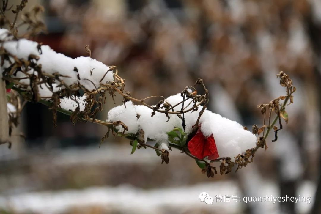 2018哈尔滨初冬第一场雪