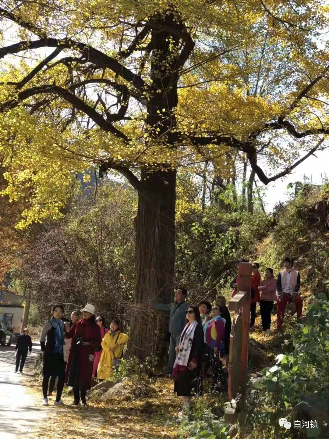 位于嵩县白河乡下寺村境内,系伏牛山云岩禅寺遗留下来的一处 千年古树