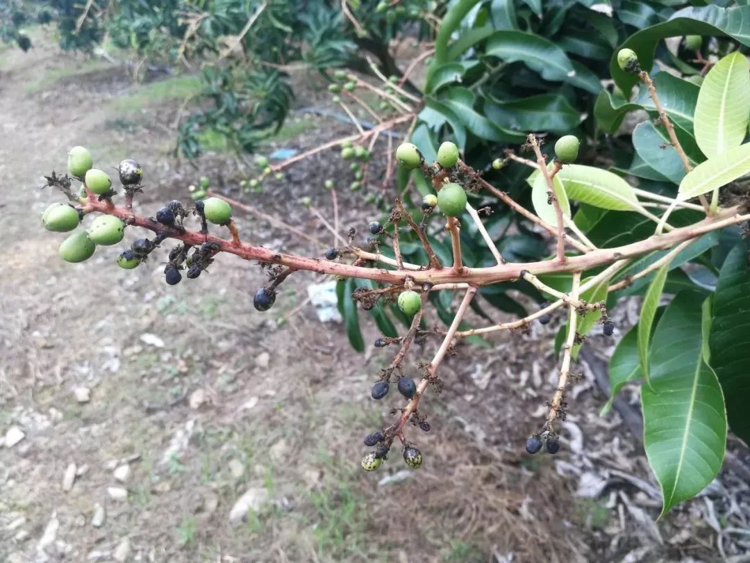 芒果花期的克星——炭疽病,其实只是你没有对症下药