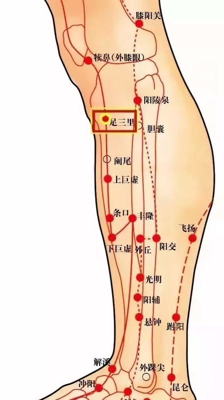 在小腿外侧,犊鼻下3寸,胫骨前嵴外1横指处,犊鼻与解溪连线上.