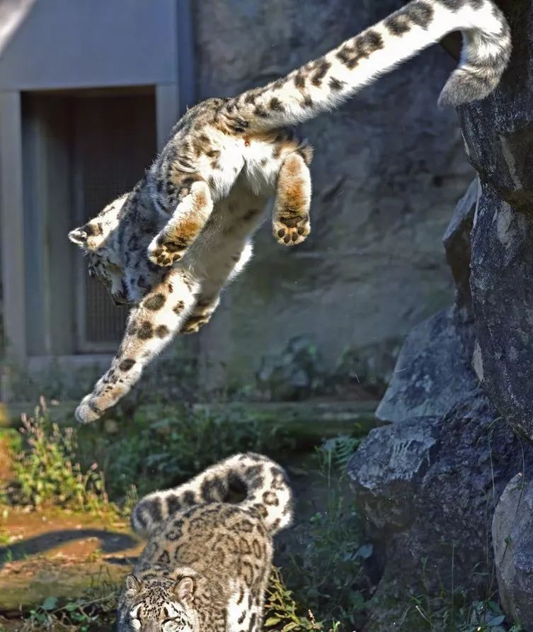 每日吸丨食人花猫咪头套