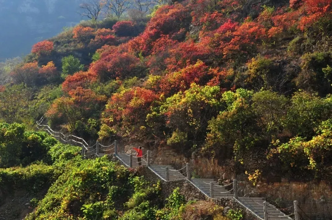 齐山红叶有两大特点:一是落差大,齐山红叶生长于落差400多米的悬崖上