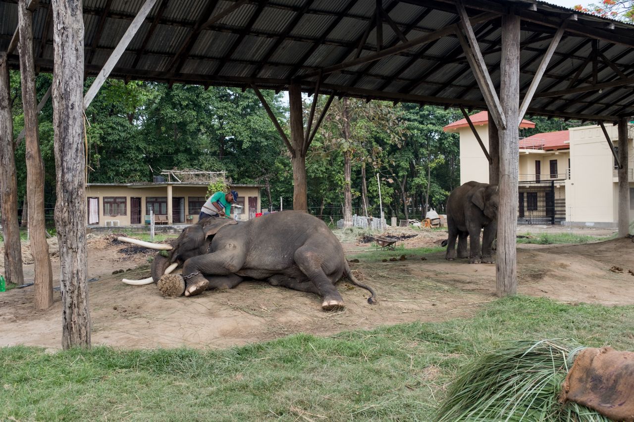 尼泊尔的大象饲养中心：大象被用铁链拴住脚，活动范围不到两米_繁育