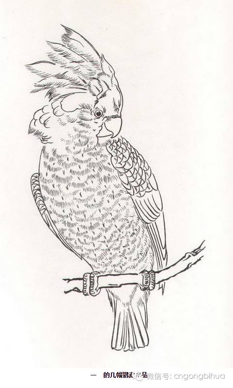鹦鹉工笔画法