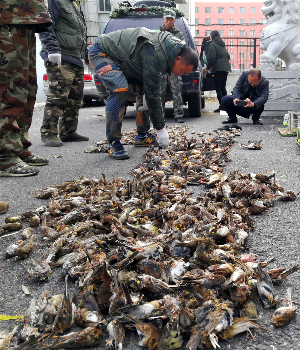 吉林一家鸟店违规卖鸟,仓库内冰柜冷冻上千只死鸟,触目惊心!