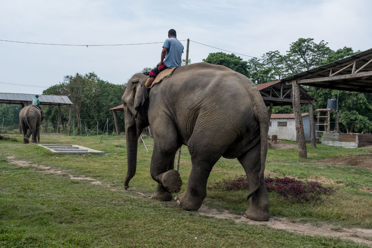 泰国骑大象图片素材_免费下载_jpg图片格式_VRF高清图片500627205_摄图网