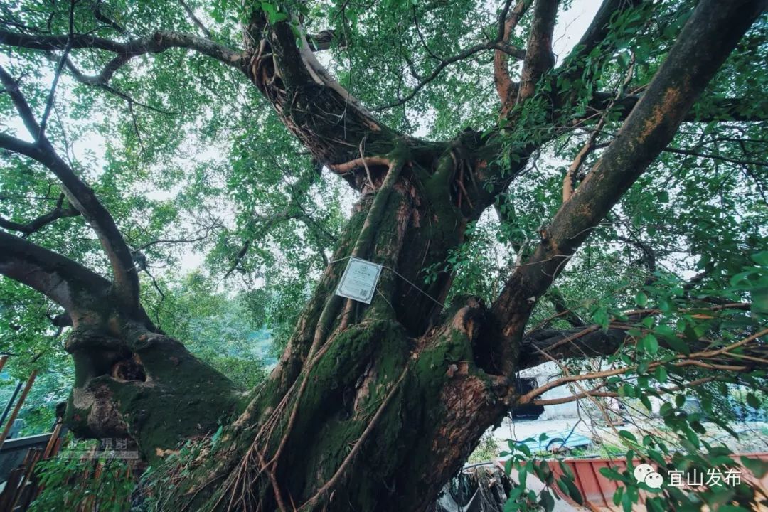 宜山记忆之三宜山的古榕树丨榕树你我生命的根脉