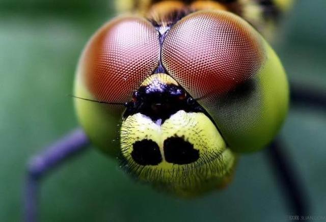 复眼有许多单眼组成,每只单眼都能提供清晰的图像,蜻蜓就像在众多