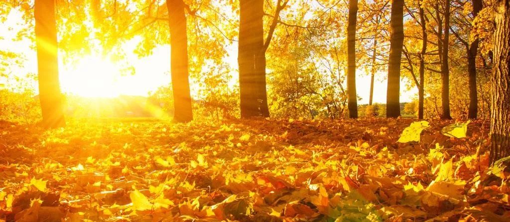 【天气预报】十月的金秋,最美是阳光