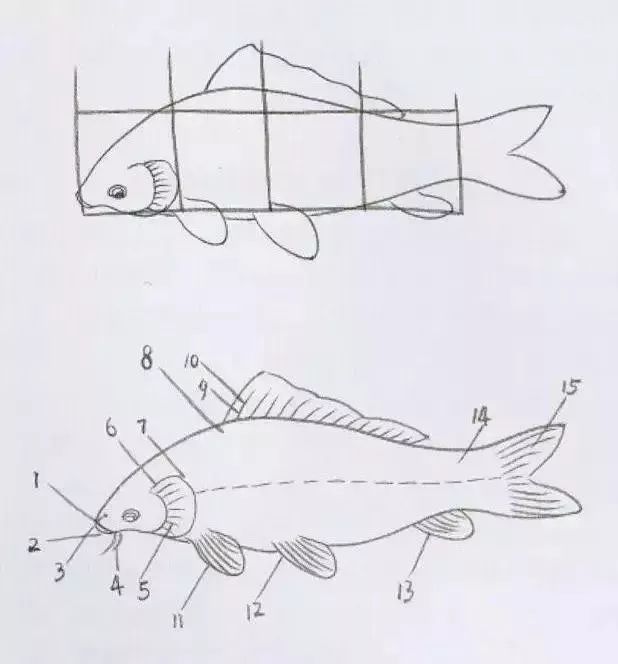 技巧|国画——鱼虫的画法