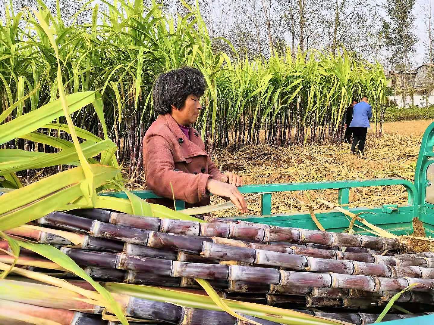 谁说种植甘蔗不赚钱,5亩收入7万元,农民大哥透露种植秘诀