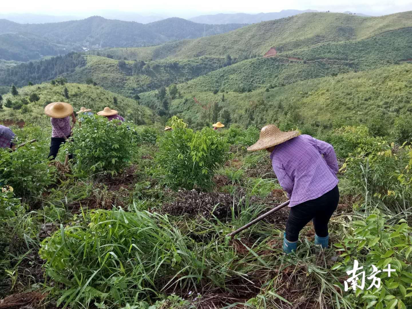 梅州梅西镇深耕厚植三棵树引领乡村绿富美