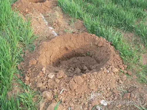 回填：穴或槽挖好后，有条件的地方，首先在穴或槽底铺20-30厘米的秸秆，再填土；填土时先填表土，同时将准备好的腐熟的圈粪每亩1500-2500千克，过磷酸钙50千克，与表土混合均匀，填入槽沟内，后填下层生土。表土肥沃，对根有好处，下层死土回填在上面可以逐步熟化。填土不要过高。