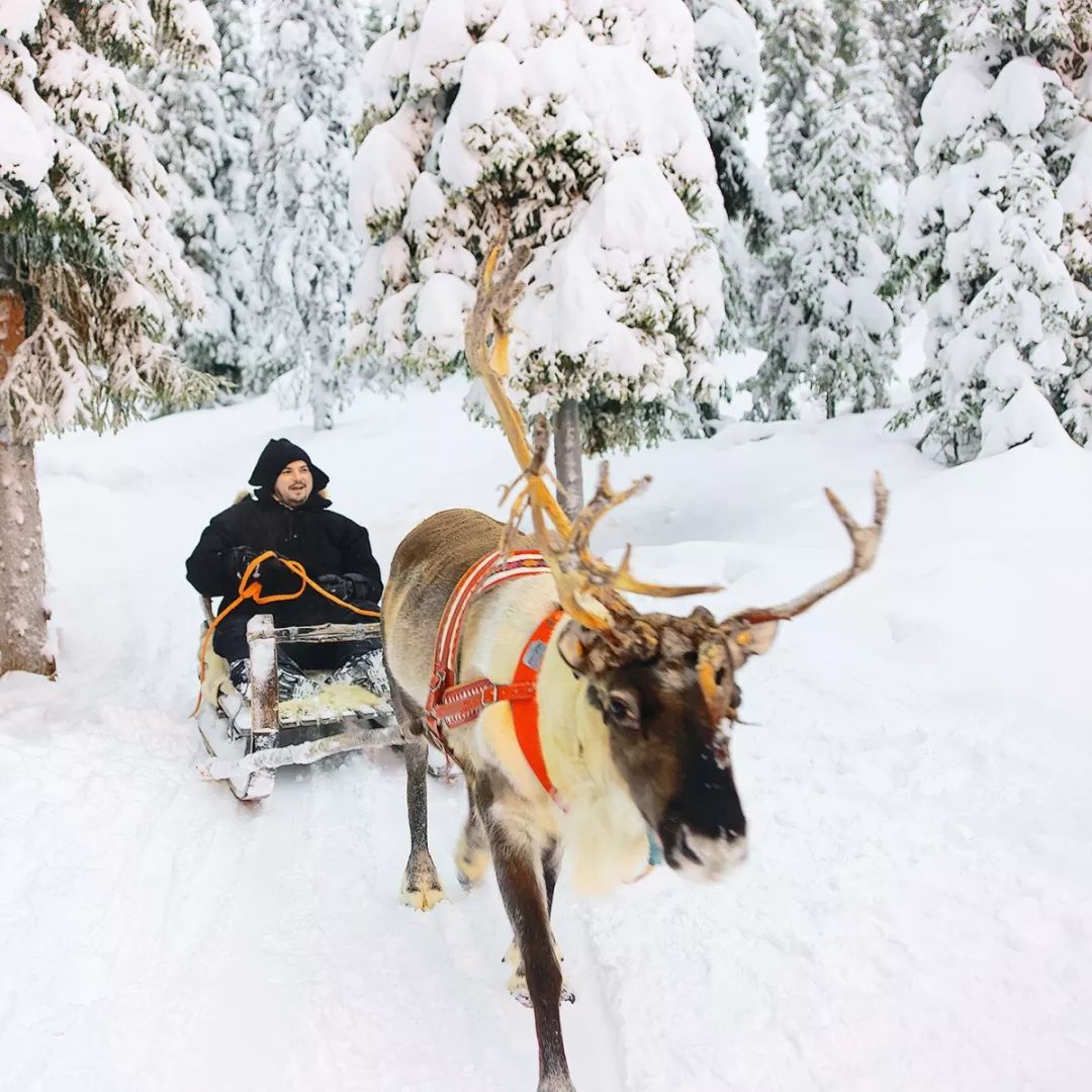 萨米族是俄罗斯最古老的土著民族之一, 极地体验 驯鹿拉雪橇在极地