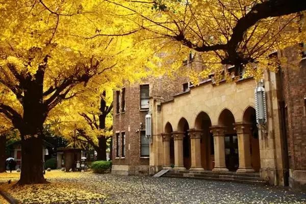 而东京大学内也能看到不同格调的银杏风景