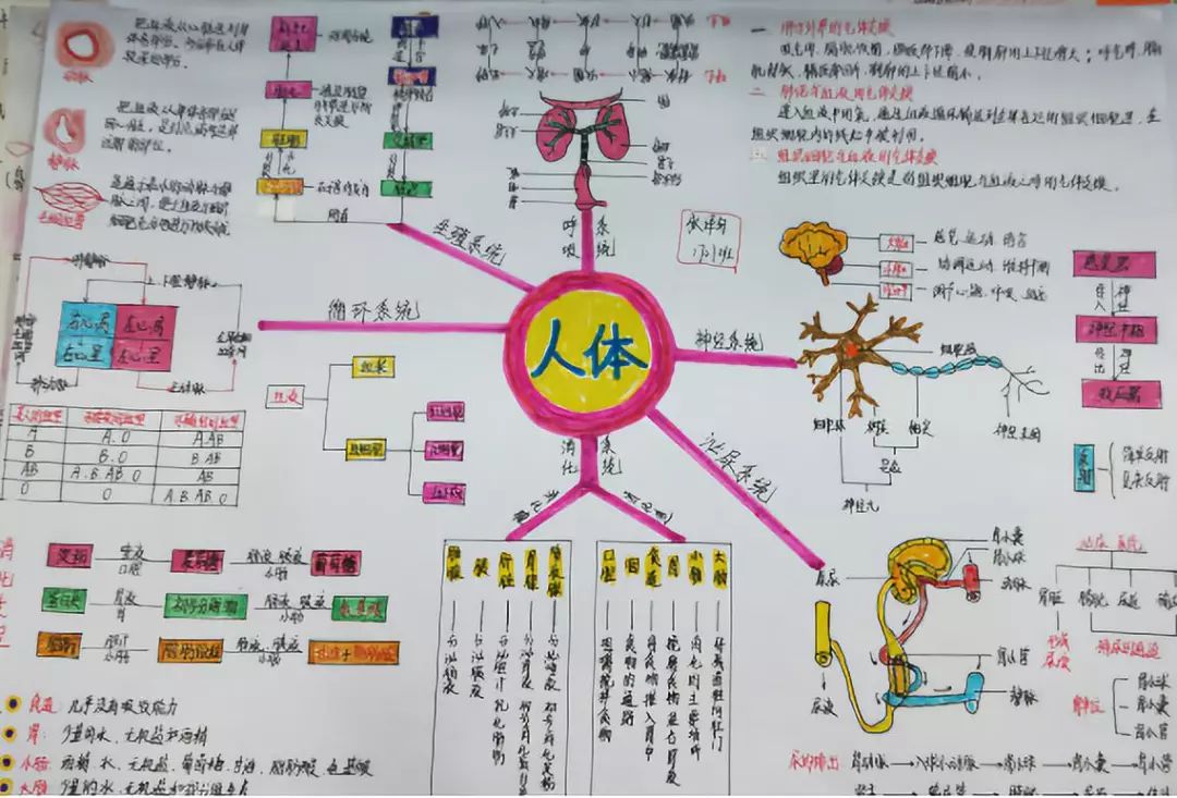 景弘生物绘出生命的色彩初一生物人体系统创意绘图比赛