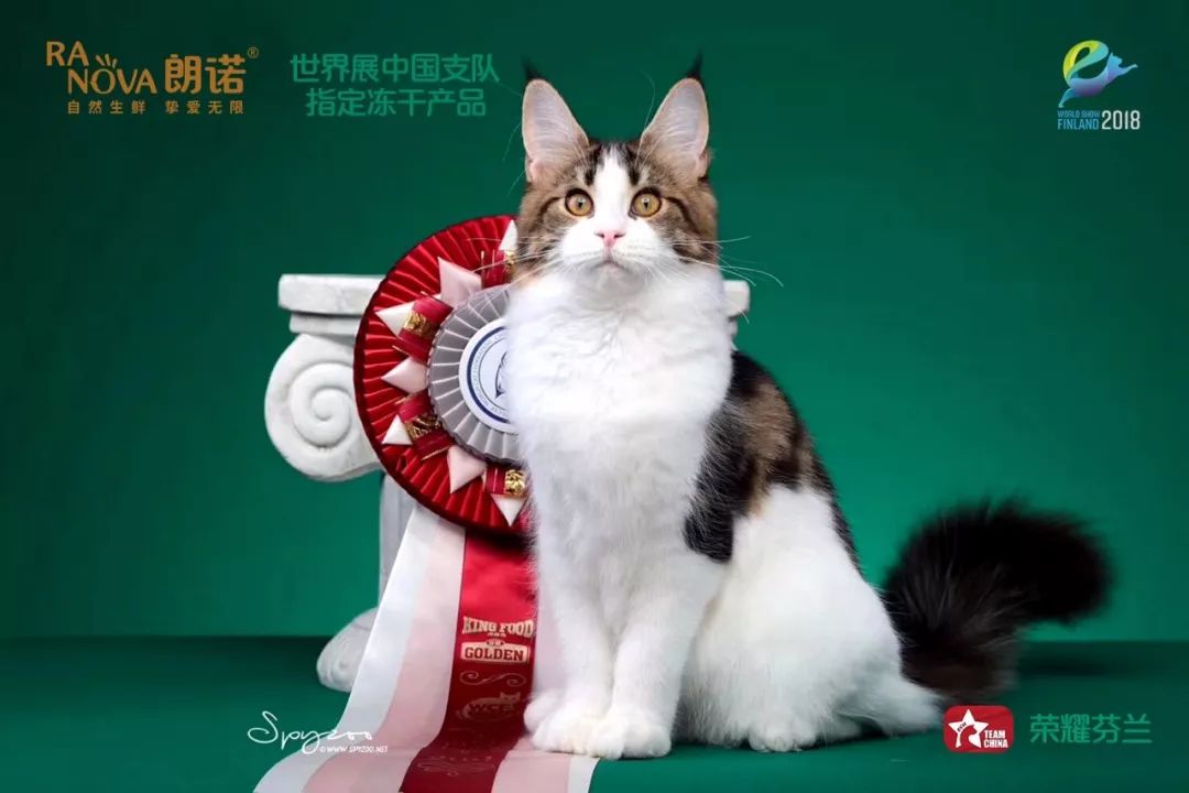 中国之队芬兰2018 fife世界猫赛成绩斐然