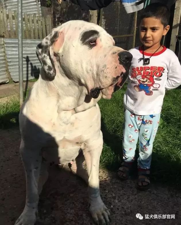 终极杀戮机器库达犬猛犬中的战斗犬