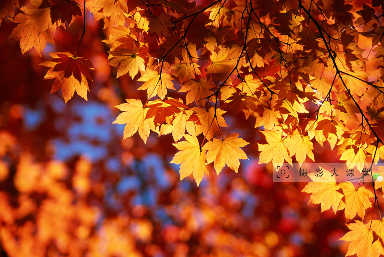 阳光下秋天的枫叶,在摄影师的照片里,太美了!