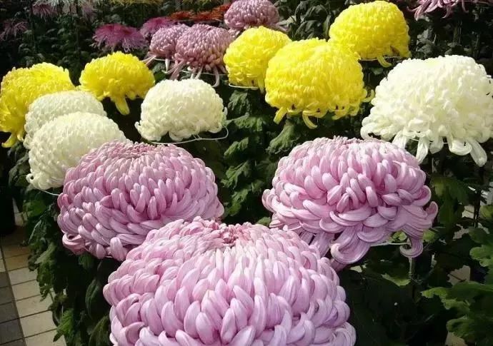 赏花| 成都市第56届菊花展启幕,20余万盆菊花人民公园