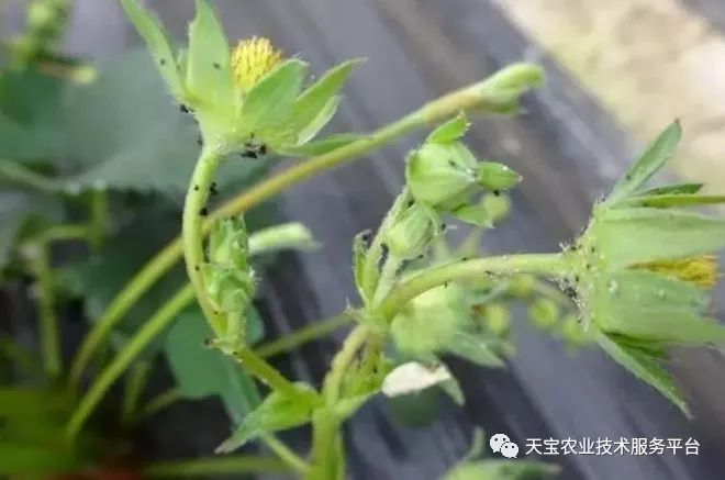 草莓花期怎么管理?