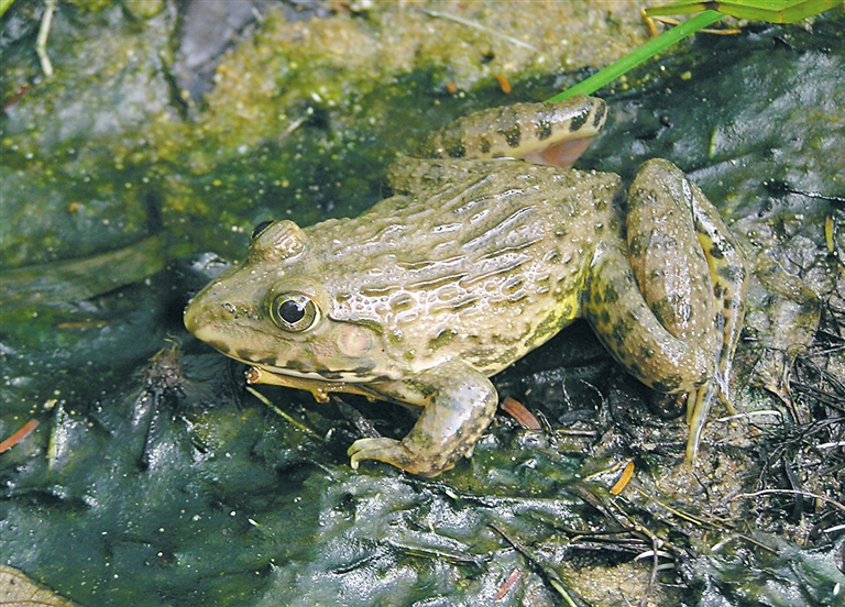 羊山湿地里的国家二级保护动物虎纹蛙. 卢刚 摄