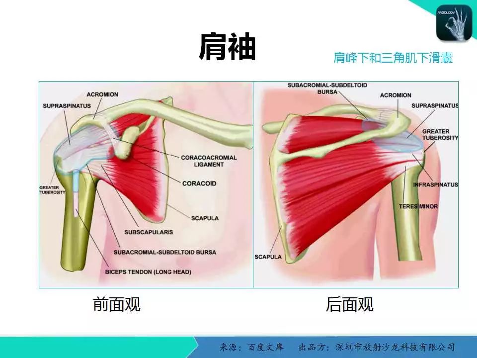 精品课件| 肩关节病变mri解剖和诊断