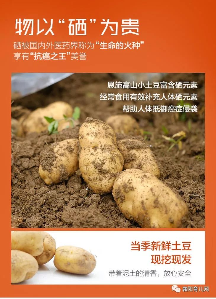 【最美不过恩施·特色农产品推荐】富硒小土豆 老式品种马尔科 非转