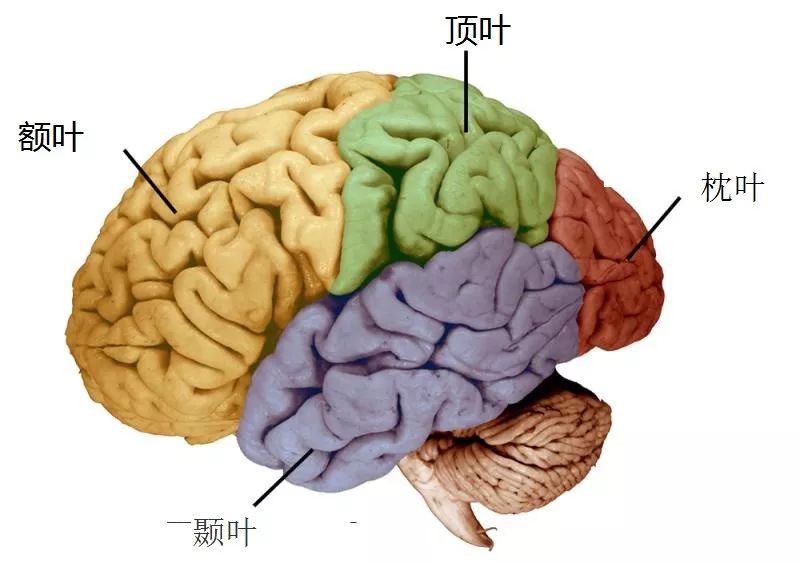 趋势 人类唯一的出路—变成人工智能(2)_大脑