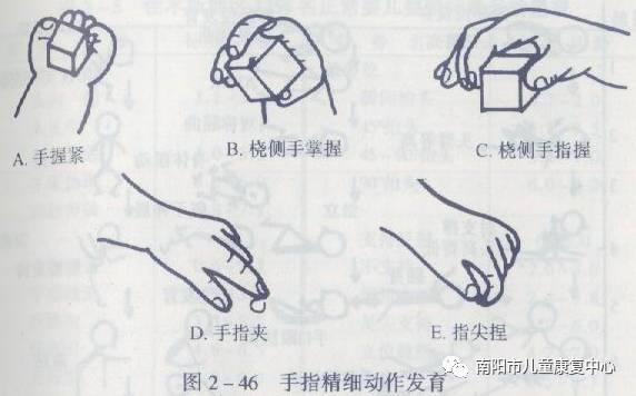 2个月:时而从握拳状打开,紧张性握持反射减弱或消失.