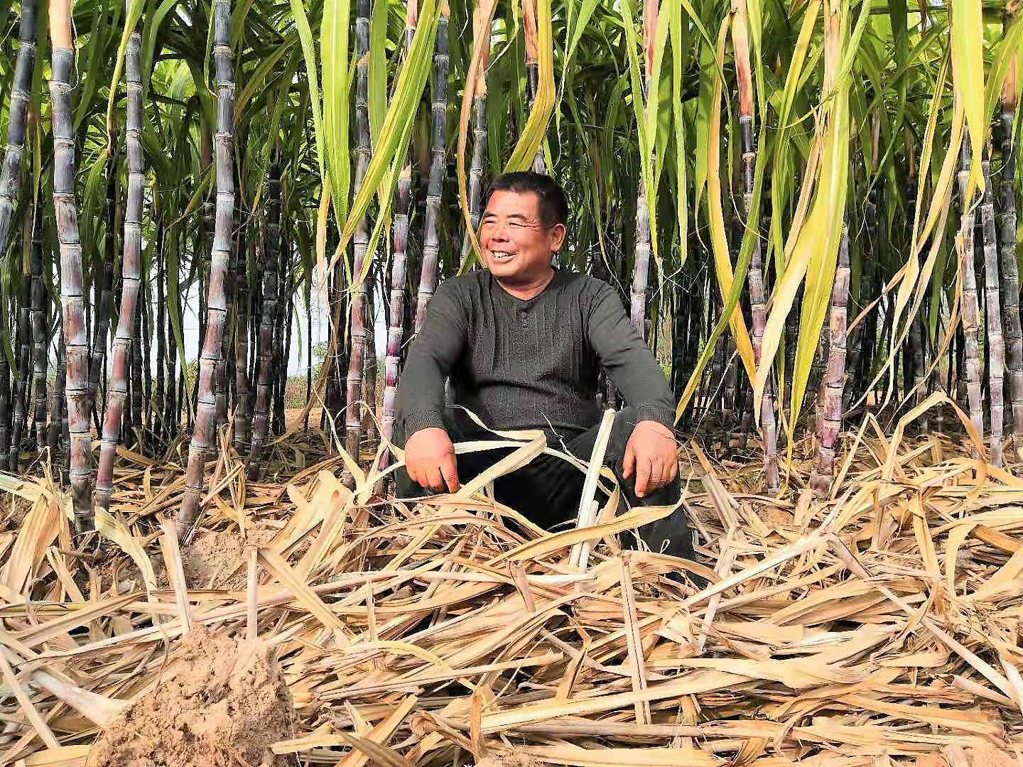 谁说种植甘蔗不赚钱,5亩收入7万元,农民大哥透露种植秘诀