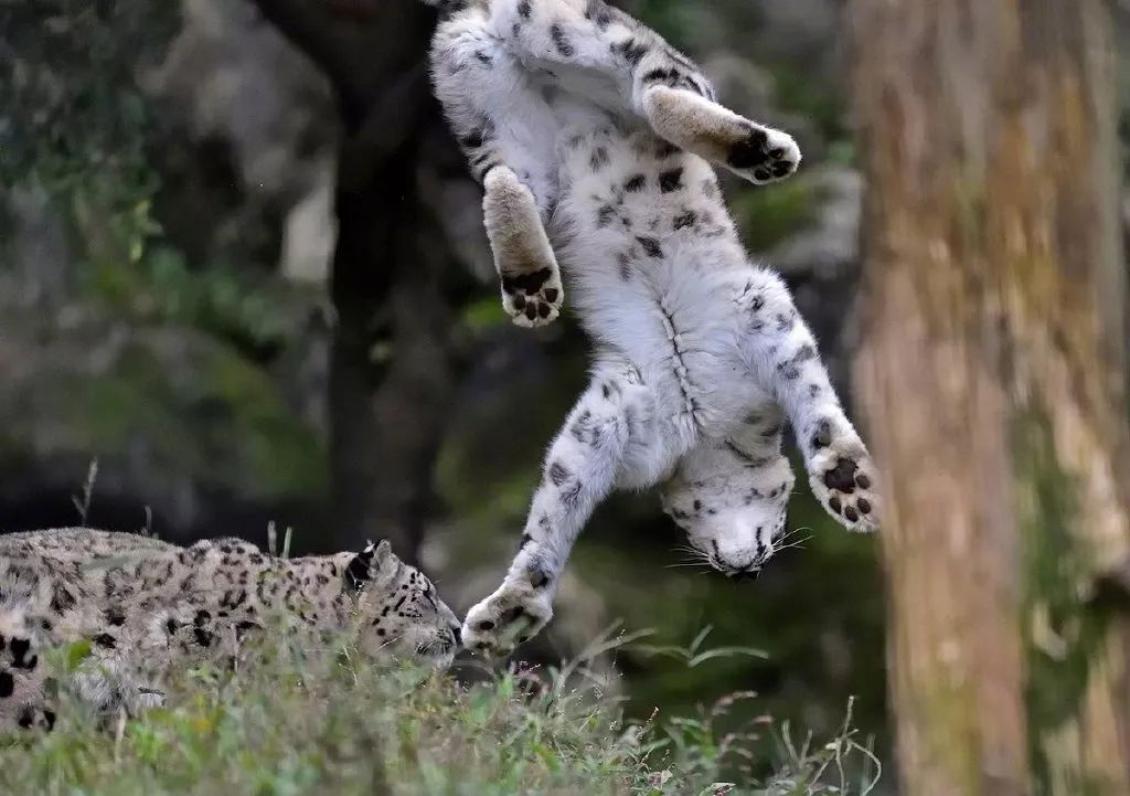 每日吸丨食人花猫咪头套