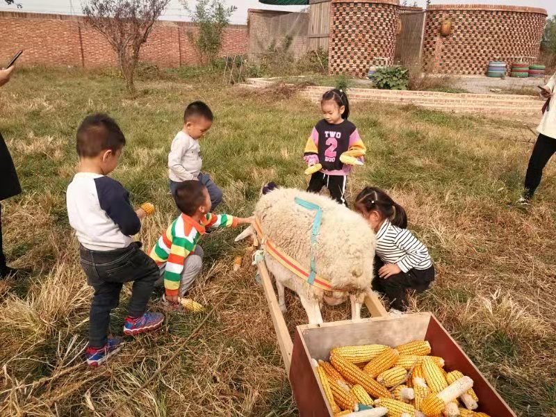 小羊拉车.先来慰劳慰劳辛苦的小羊.