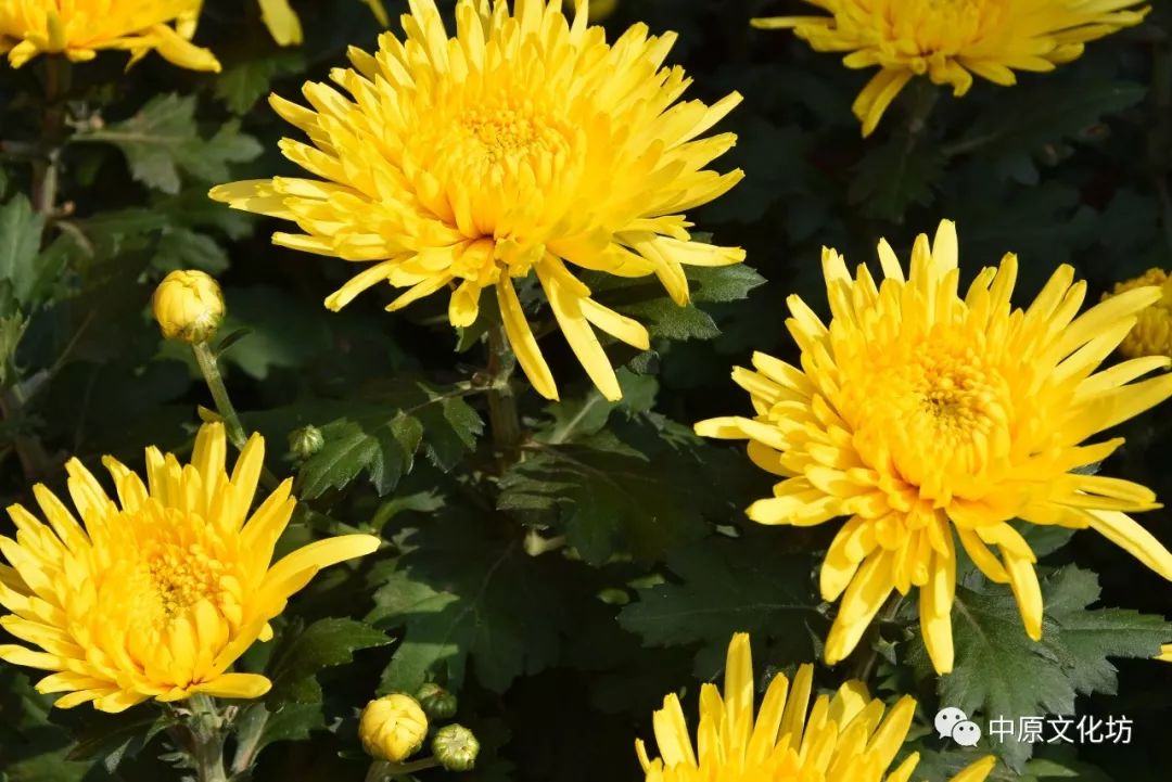 淮阳诗词学会戊戌年重阳节"太昊陵赏菊平粮台登高"诗会作品选粹