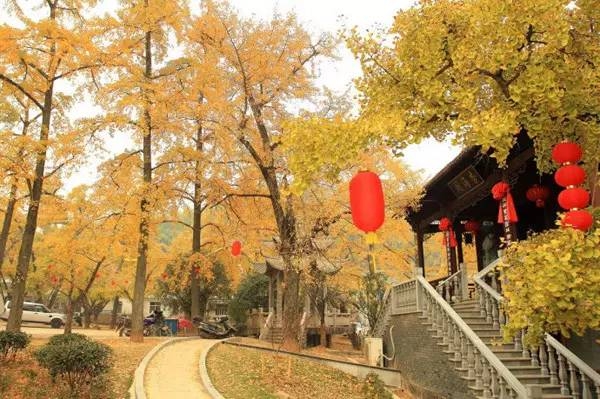 十里银杏长廊,山路蜿蜿蜒蜒,两边是高大的银杏树,很幽静的一个世外