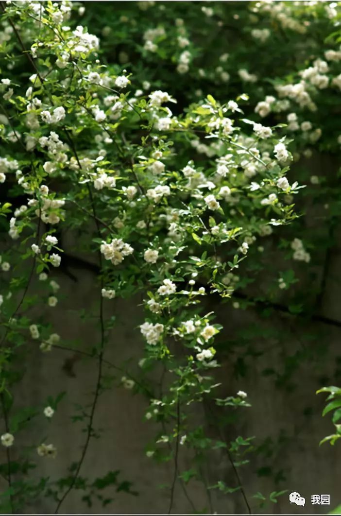 藤本花魁木香花