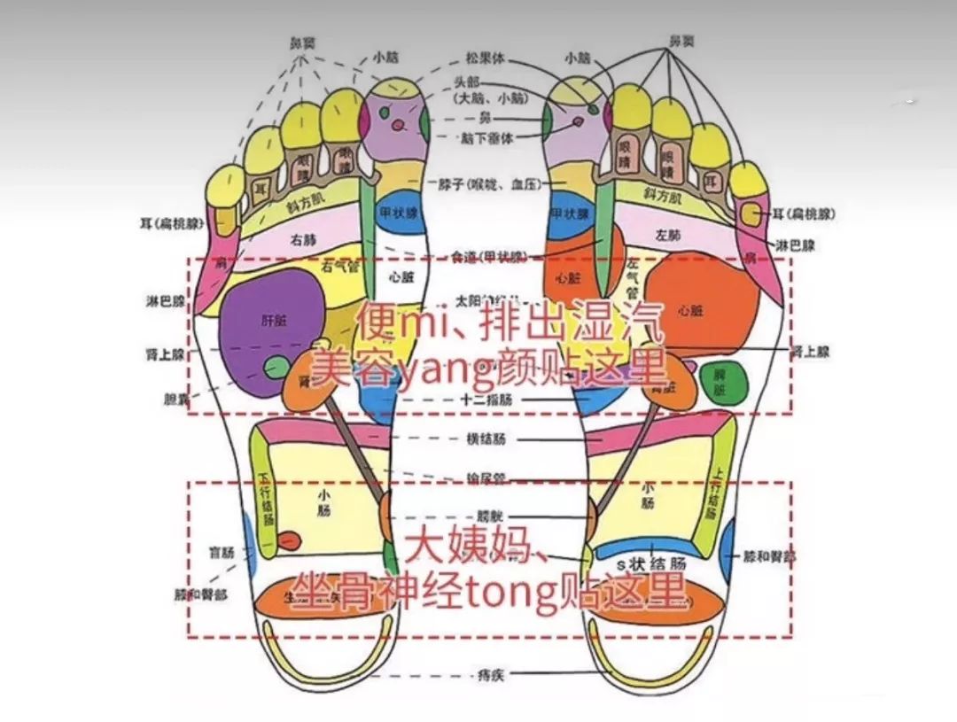 足底不同的穴位对应了身体不同器官,想要排毒美容就把足贴贴在脚心