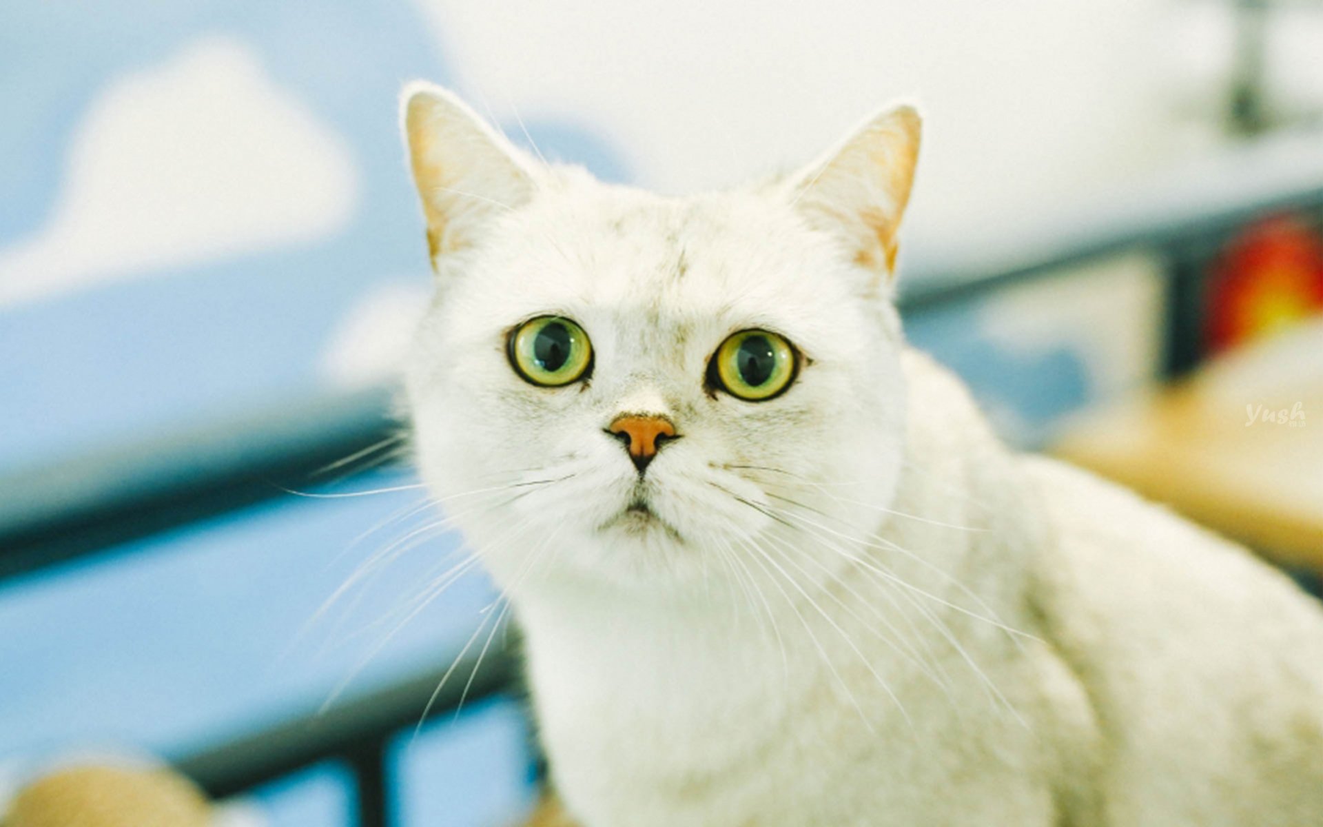 加菲猫|摄影|宠物摄影|AMYWORKS赛猫摄影 - 原创作品 - 站酷 (ZCOOL)