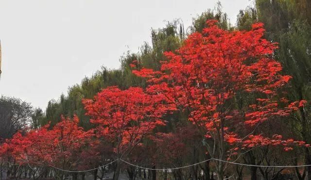 每年11月份的时候,泰兴中华红枫园的红叶已经如火如荼了.