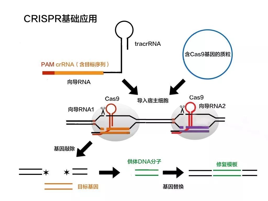 根据crispr/cas9精准攻击外源dna的工作原理,就可以实现基因敲除.