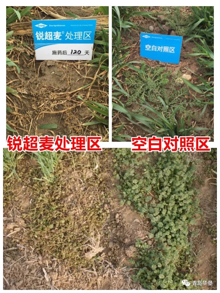 锐超麦聪明放心药除草无烦恼