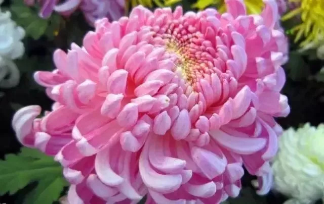 全世界最美菊花,终于找齐了,太美太珍贵了!