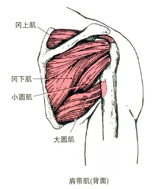 冈上肌还是先来了解肩关节周围肌肉的解剖~那么,是上肢预后差的标志.