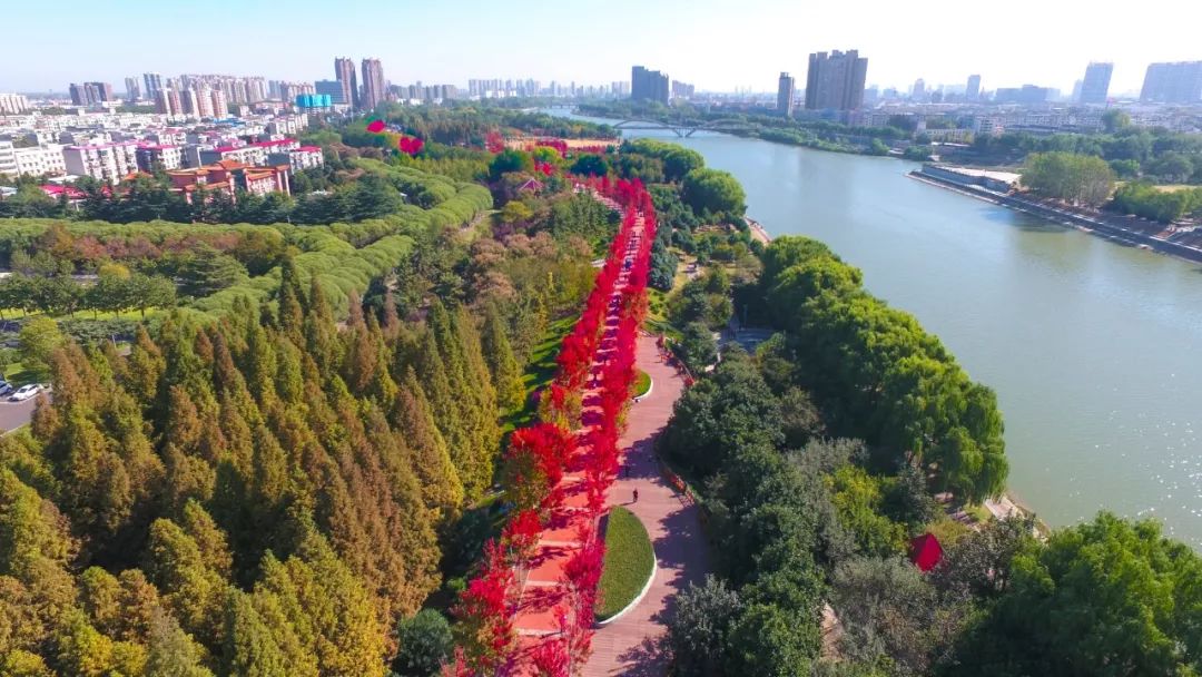 漯河市沙澧河风景区种植有很多观赏树种,有红枫,三角枫,五角枫,枫香树