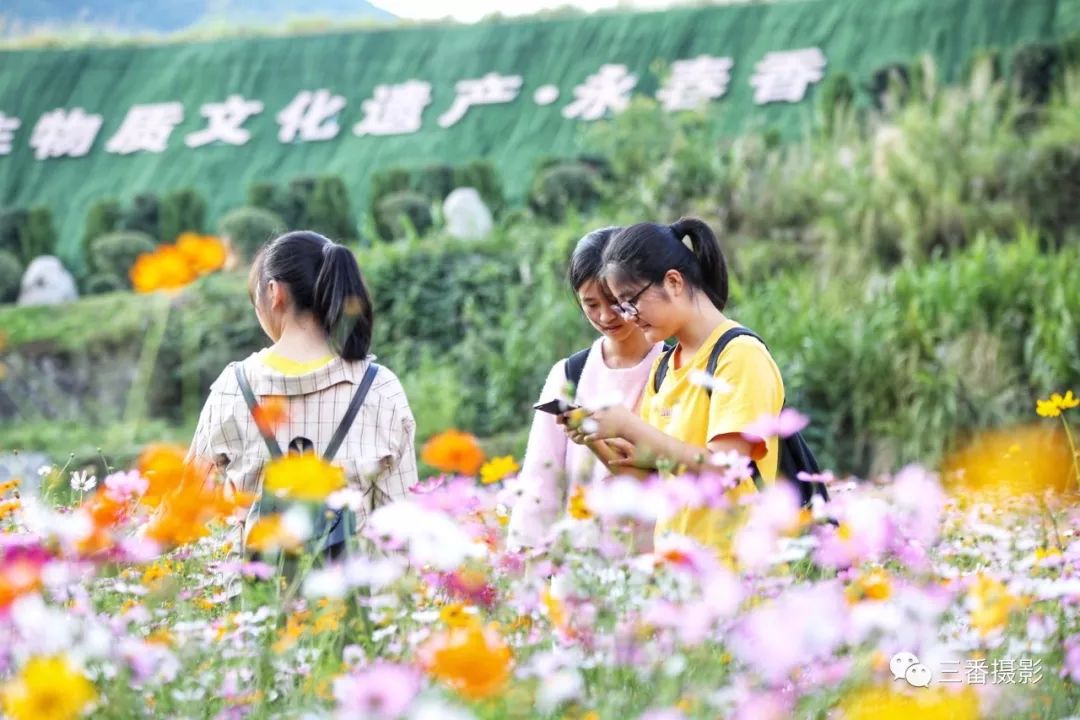 走进永春达埔篾香城,去邂逅一场格桑花海的盛宴