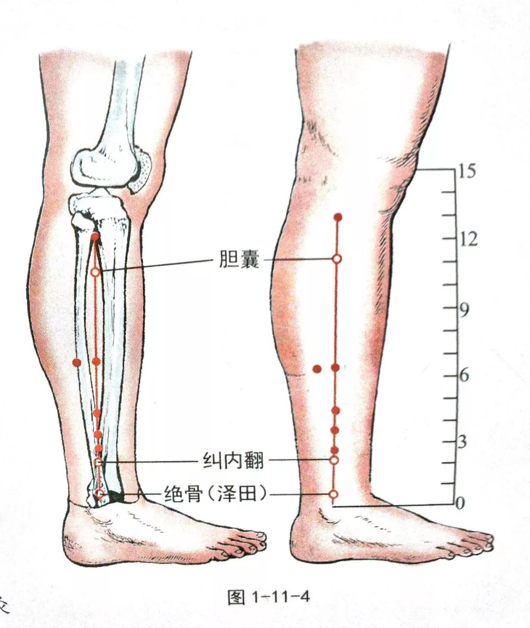 经外奇穴|绝骨(泽田)_外踝