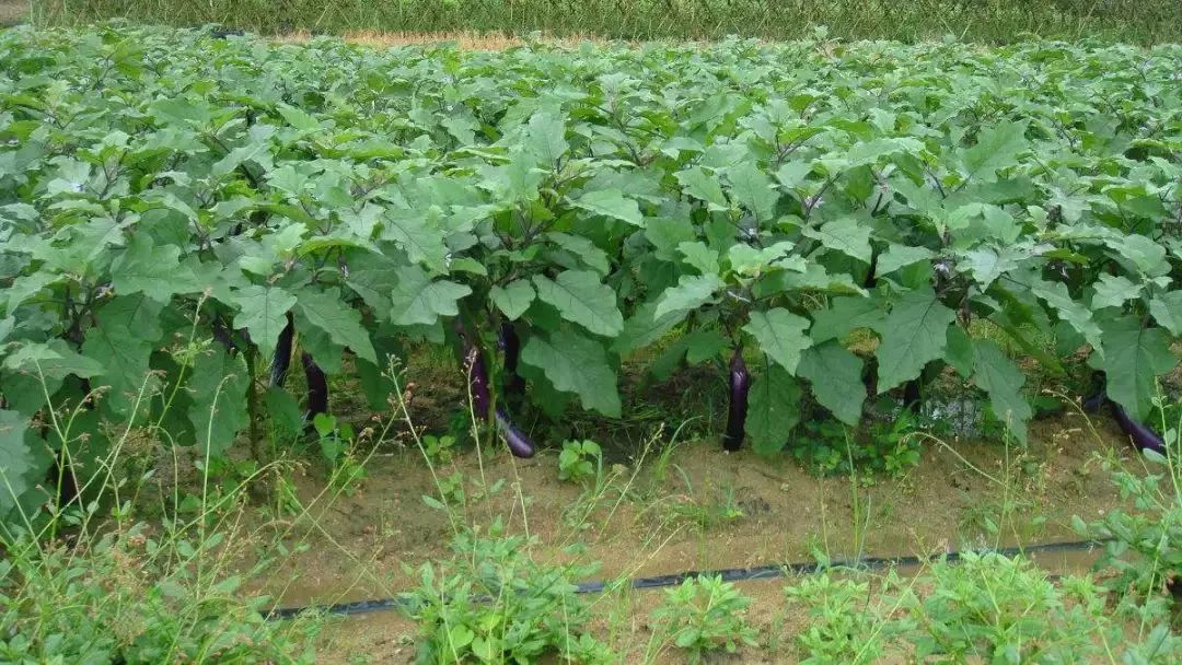 种植茄子施用什么肥料好?可以这几种肥料配合使用