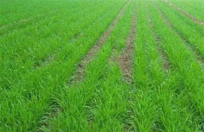 小麦的发芽相对来说会受到一点阻碍,其破土能力也会受到限制.